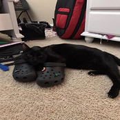 chronically online bitch