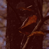 The Bitter Taste of Life's Only Certainty