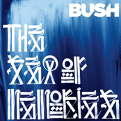 Bush - I Believe In You