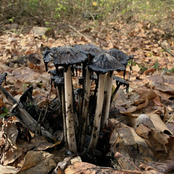 What Slithers Is Gold (the well part. 2)