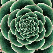 Arcturian Expedition