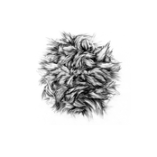 Bark Of A Cedar / I Fee Nthg 7"