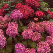 Thru the City - Single