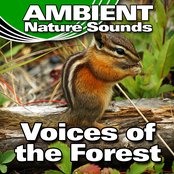 Voices of the Forest (Nature Sounds)