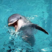 Dolphin Boy and the Marianas Trench