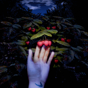 Wild Raspberries - Single