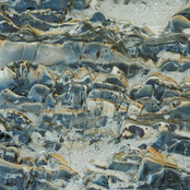 Jake Muir: Lady's Mantle