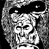 Gorilla's Skull