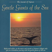 Gentle Giants Of The Sea