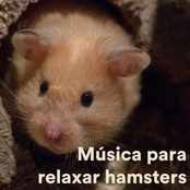 Música Para Relaxar Hamsters