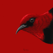 Sonata No.2, Myzomela