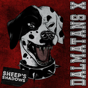 Sheep's Shadows