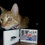 almeja de plata, abierta