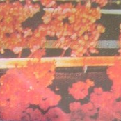 Magic Flowers Dubbed