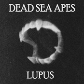 Still by Dead Sea Apes