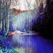 Bleeding the Trees of Color