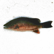 Look I Caught A Fish!