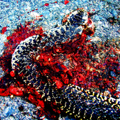 Psychedelic Stream of Consciousness - New York Live by Zebra and The Leopard