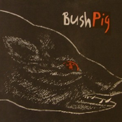 Bushpig