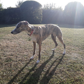 The Living Room Tapes, Vol. 2