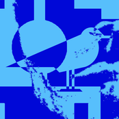 Seagulls