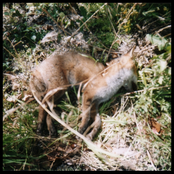 Dear Fox, I Love You.