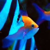 Hypnotic Fish