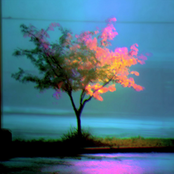 Rosewater Patio Drift