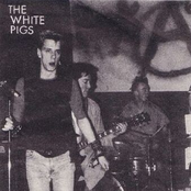 the white pigs