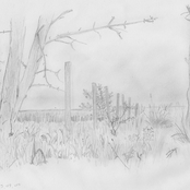 Woods in Alice