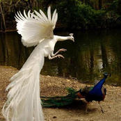 archers by the sea/pine smoke lodge split