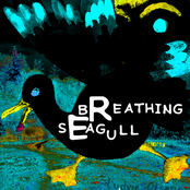 breathing seagulls