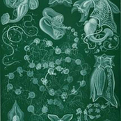 Hidden Kingdom of the Siphonophorae Medusoid