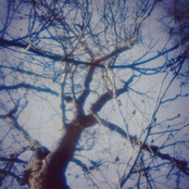 ʚଓ˚ᨒ↟❀ Trädet från förr 𓇢𓆱