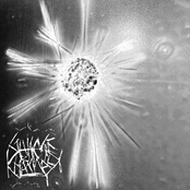 ...As if I Had the Emotional Process of a Single-Celled Organism (Sticholonche Eukaryote Recording 16)