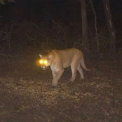 Mountain Lion