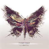 Absence by Tineidae