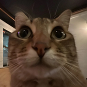 i know you know (stripped)