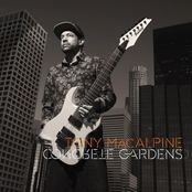 Tony MacAlpine: Concrete gardens