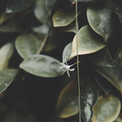 Small Talks: Nicotine & Tangerines