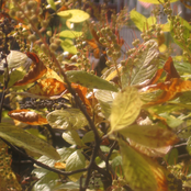 songs from natureland