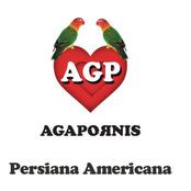 Persiana Americana