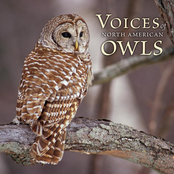 Voices Of North American Owls [Cornell Lab Of Ornithology] [1 Of 2]