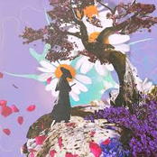 chamomile and rose petals