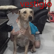 Vestigio