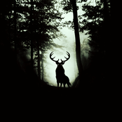 The Forest