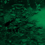 Necropescatarian Snowfall Ebbing Atop The Warmest Waters In Which We Dwell