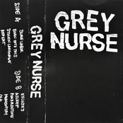 Grey Nurse