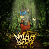 Morpho