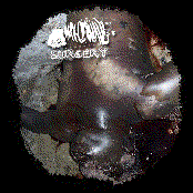 Amphibians Performing Surgery II